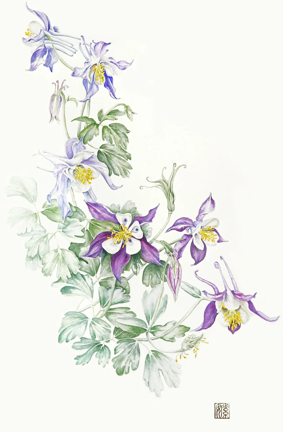 Columbine Watercolor on 140-lb. hot-pressed Arches, 21” x 14”