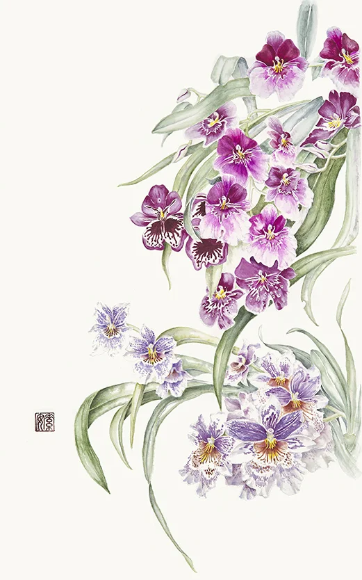 Miltonia Orchids Watercolor on 140 lb. hot-pressed Arches, 23.5" x 13.5”