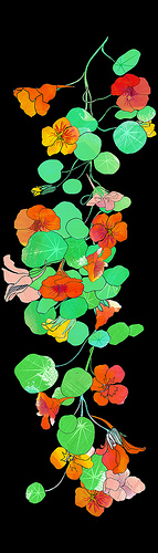 nasturtiums.jpg