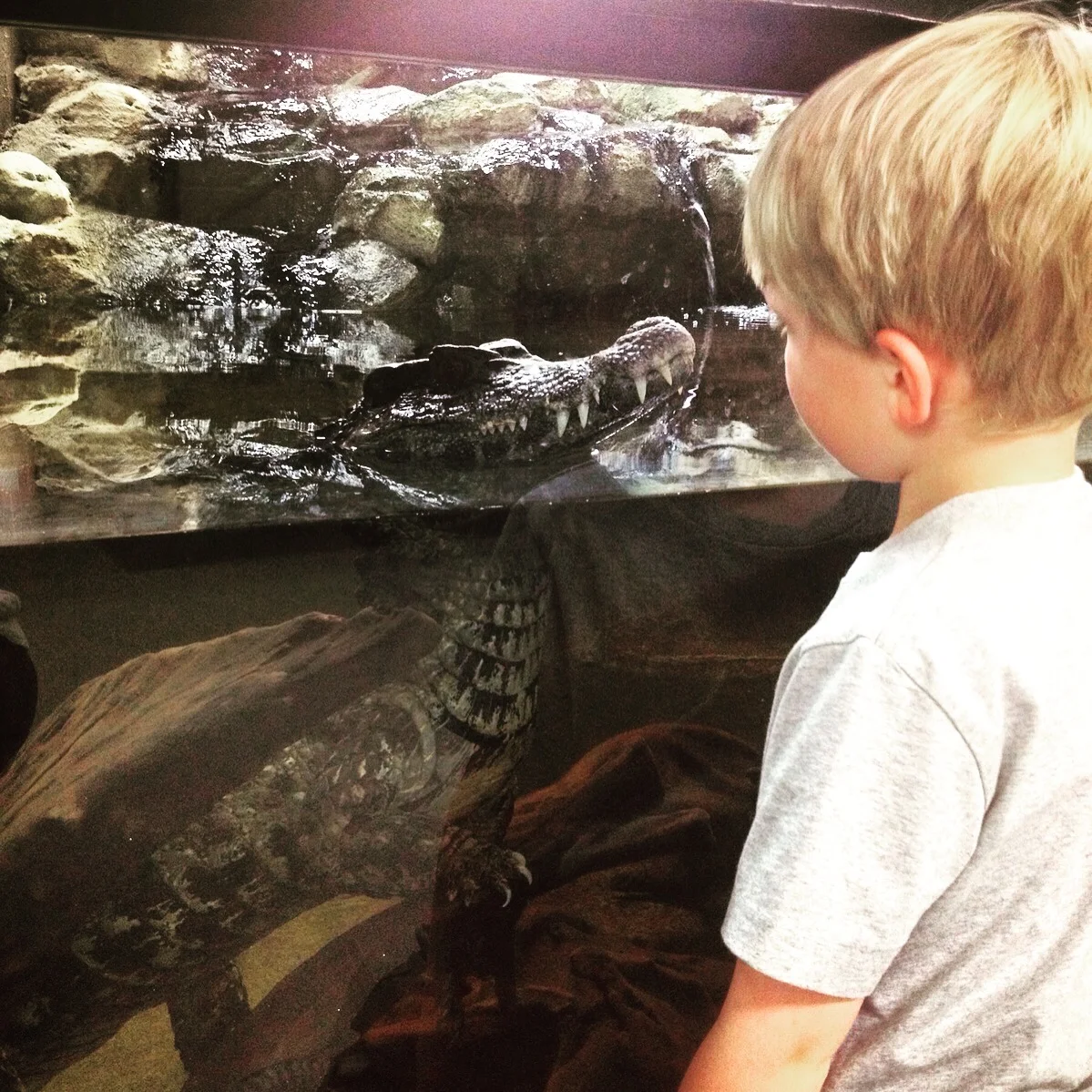Jasper eye to eye with a toothy beast...