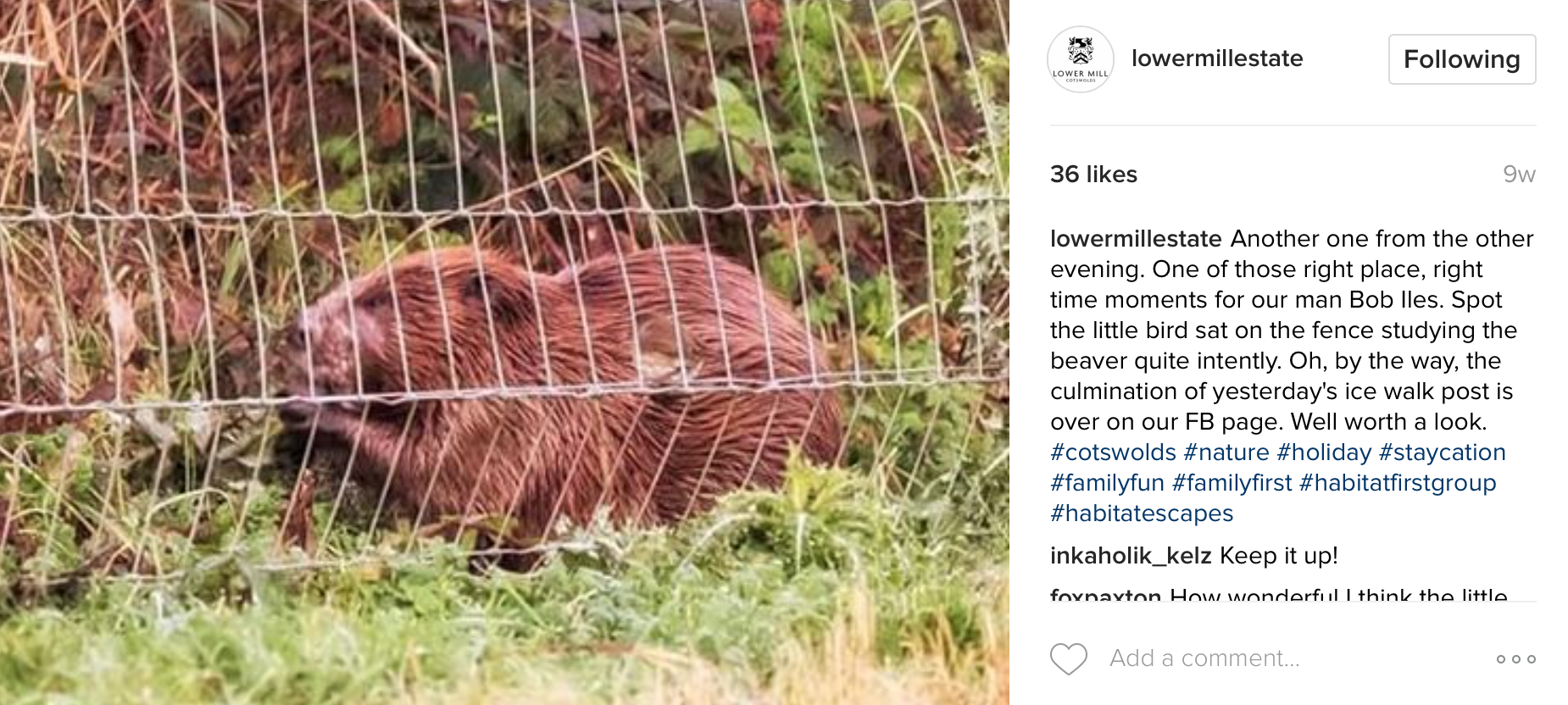 One of the resident Beavers of Flagham Fen...