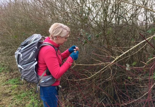 Dr Phoebe Carter on the look out for the tiny brown hairstreak butterfly eggs on the blackthorn hedge. No luck this time but they were there somewhere!