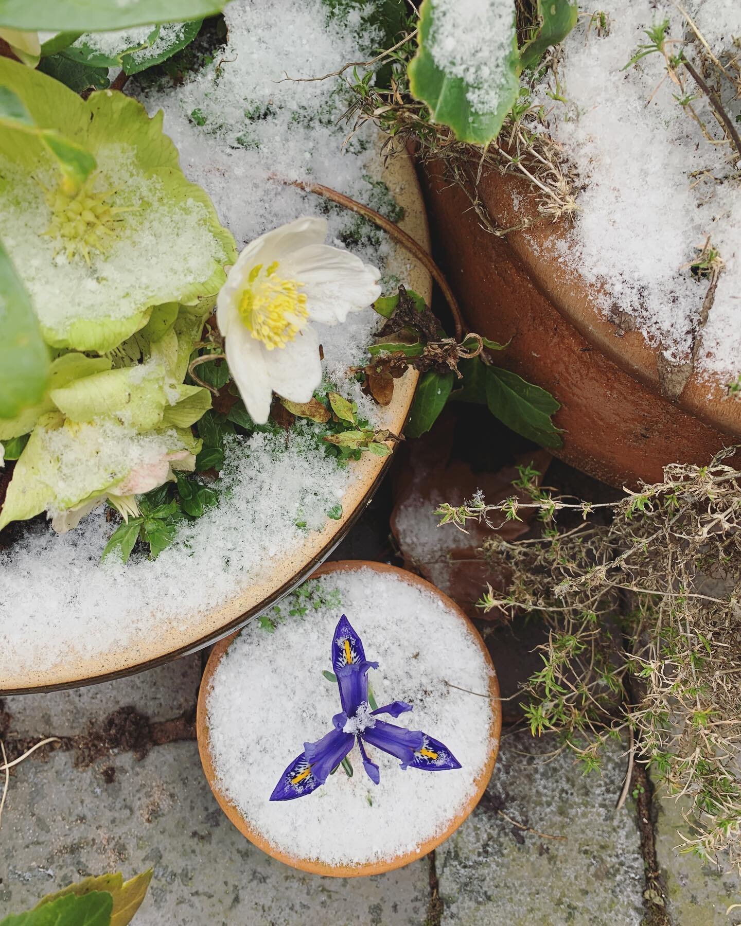 Little iris in the snow 

#flowers #snow #flowersinsnow #iris #hellebore ##vivastirchley #stirchley