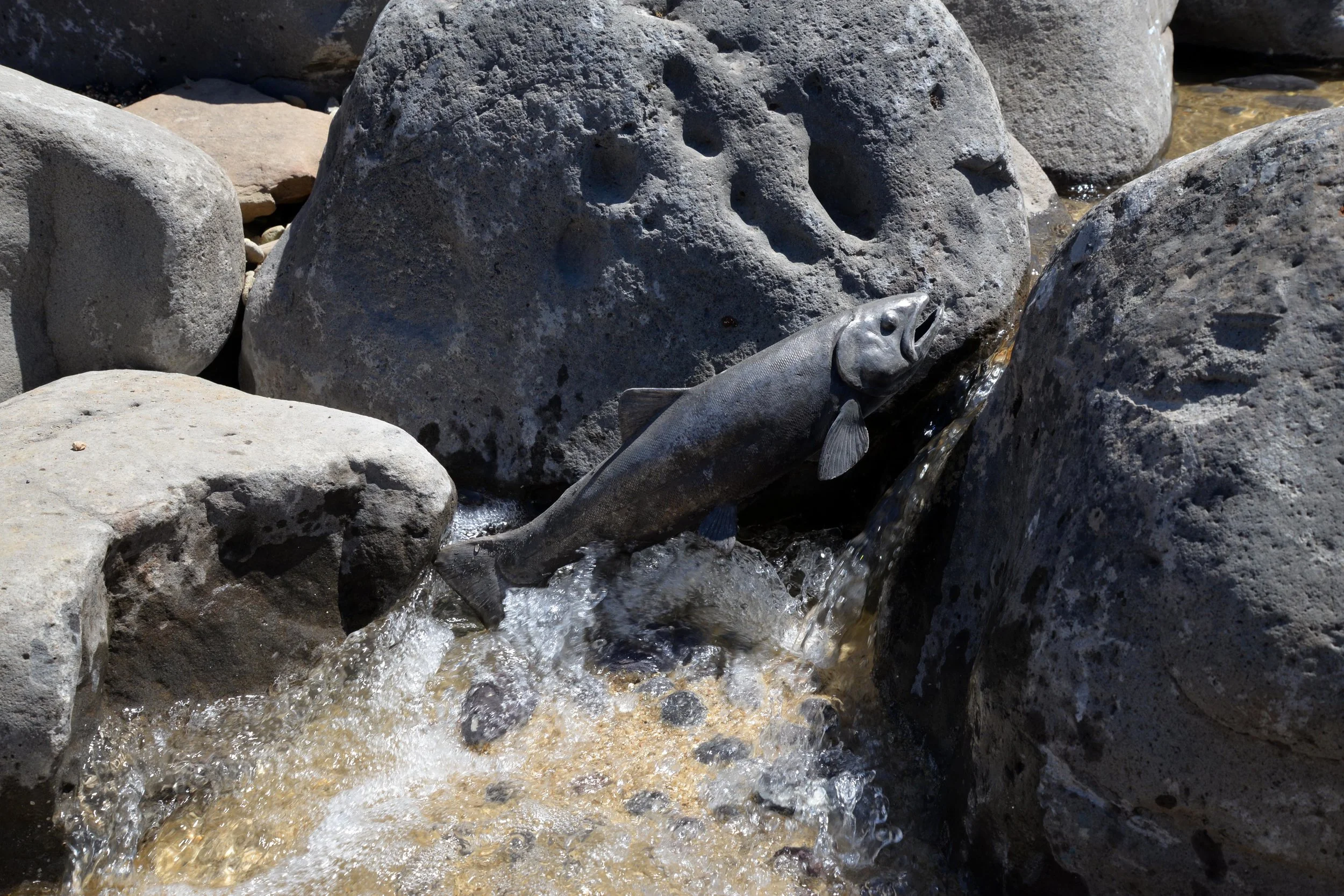 Mountain Stream with Bronze Trout