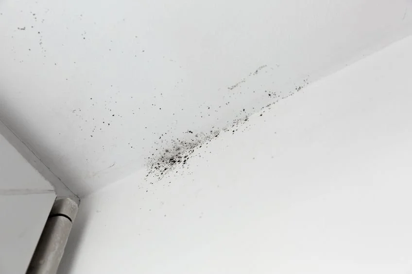 Mold on wall of a home in Maine