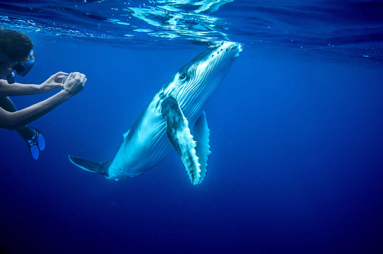 Whale-Diving-Dive-With-Whales-Tonga-3.jpg