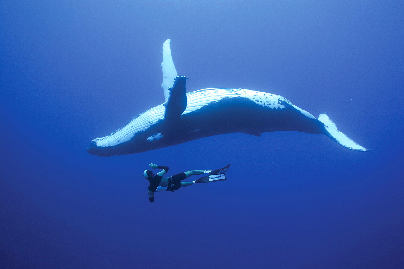 Whale-Diving-Dive-With-Whales-Tonga-2.jpg