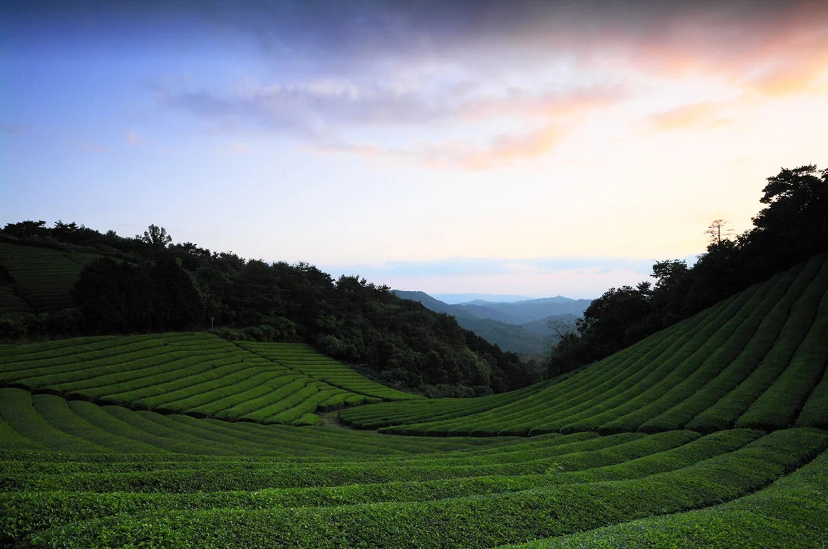  Tour Tea fields plantation in Wazuka Japan 