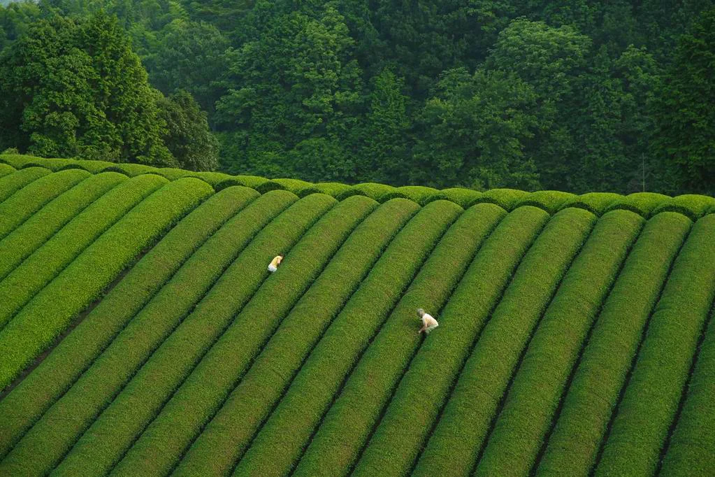  Tour Tea fields plantation in Wazuka Japan 