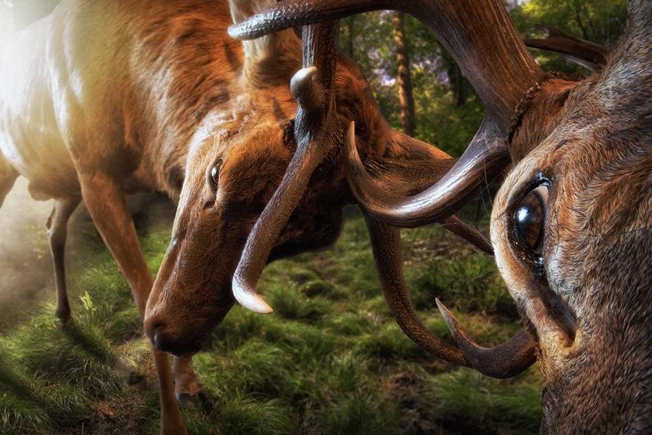 Just a deer fight captured by John Wilhelm 