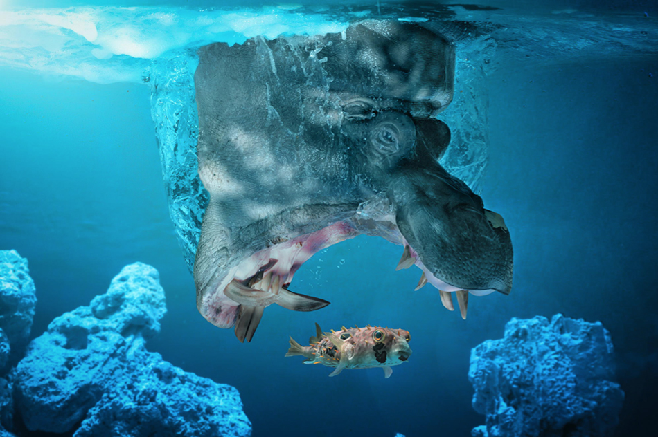 A hippo on the hunt photographed by John Wilhelm