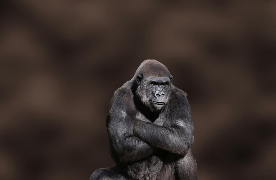 Stubborn Gorilla captured by Debi Dalio
