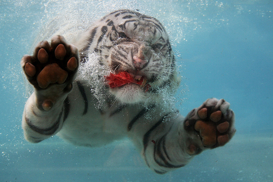 Underwater White Tiger feasting captured by Fernando Pinto