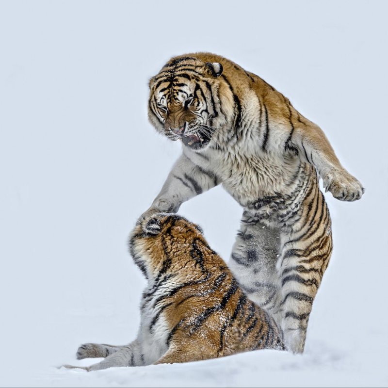 Battling tigers photographed by Paul Keates