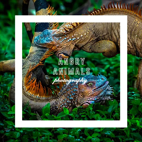 Angry Animals: Top 10 Cross Creatures, Mad Mammals and Bitter Beasts