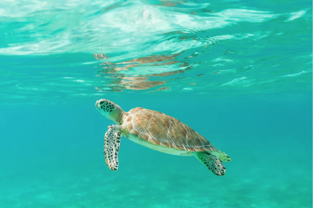  Tulum Time: Life on a luxury camp and a dive to the Great Mayan Reef 