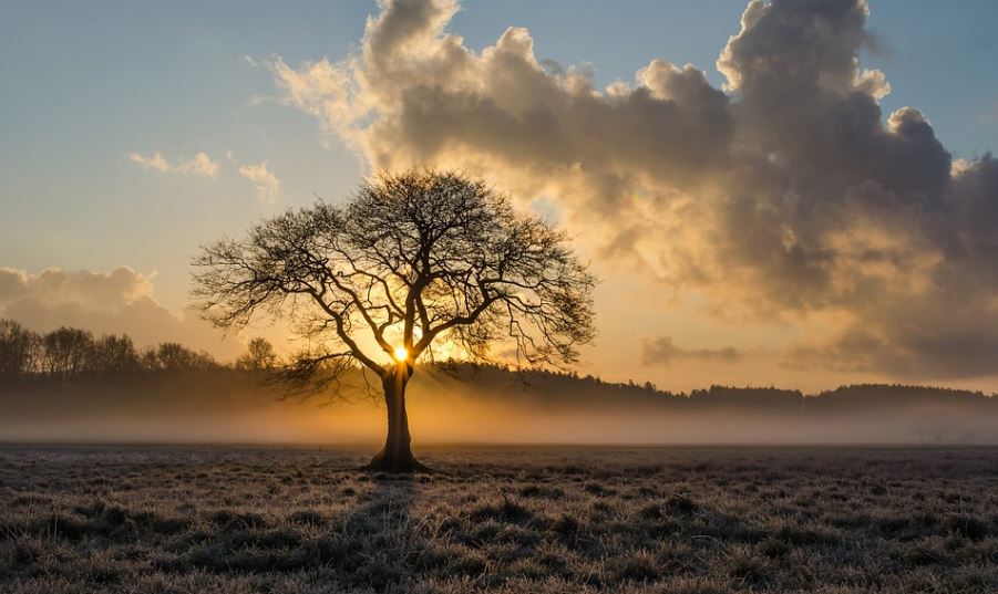 Sunlight Shining Through A Lone Tree At Sunrise Over A Peaceful Open Field