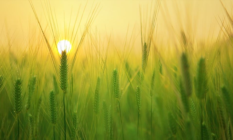 Golden Sunlight Over Green Wheat Field At Sunrise