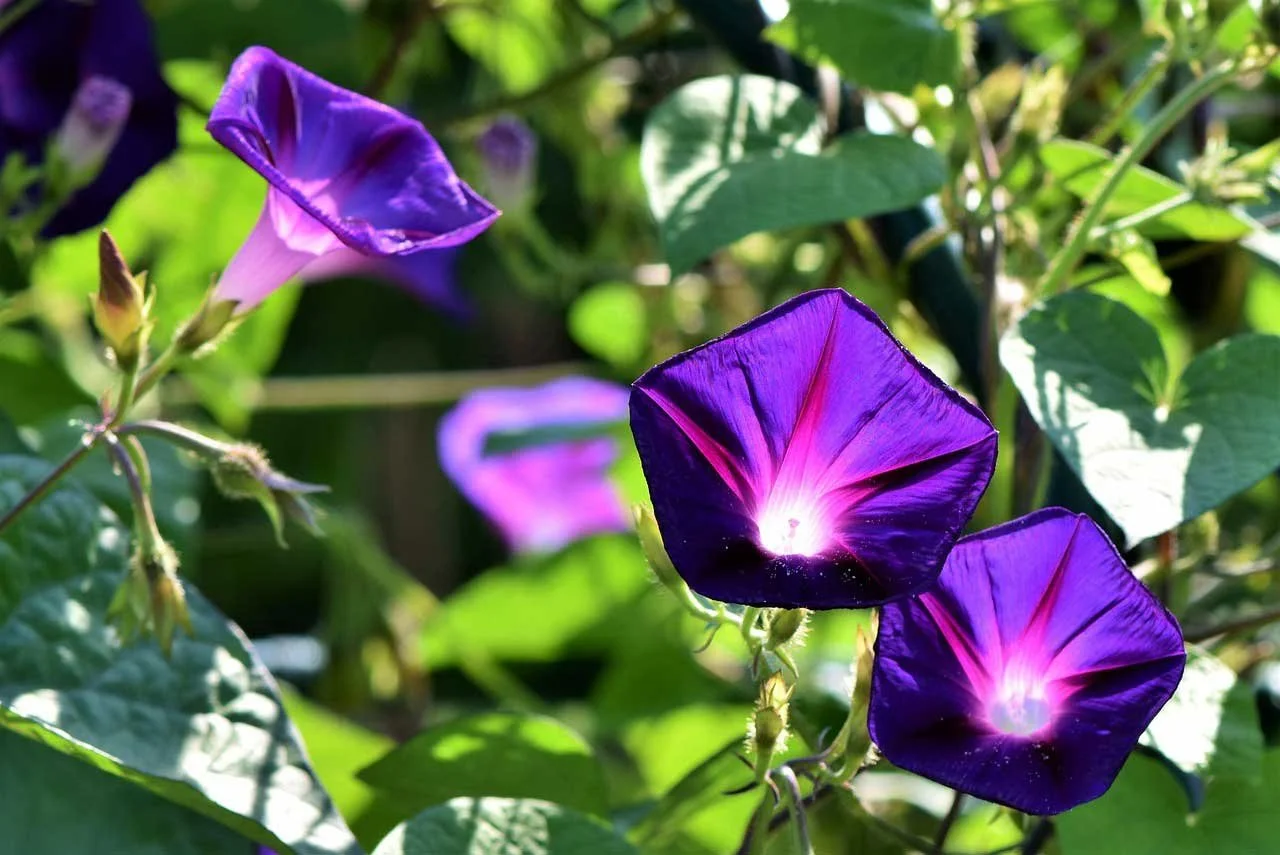 Purple Morning Glory Flowers Blooming In Sunlight With Green Leaves