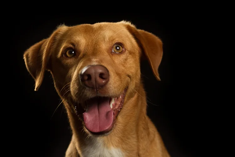 Gonçalo Barriga- Cool Pet Photo-001.jpg