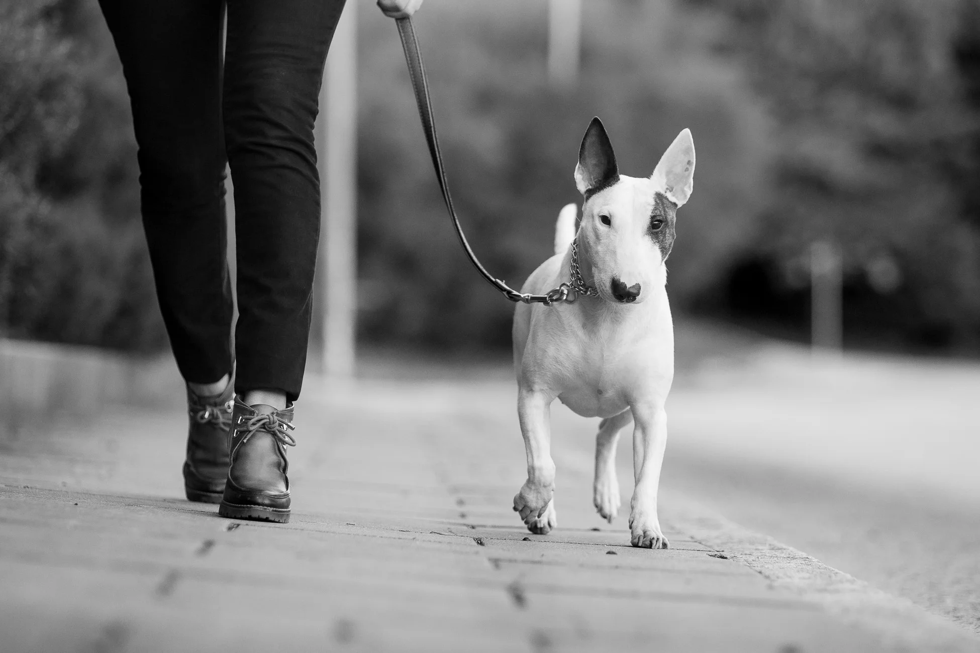 Gonçalo Barriga Lifestyle Photographer - Bull Terrier