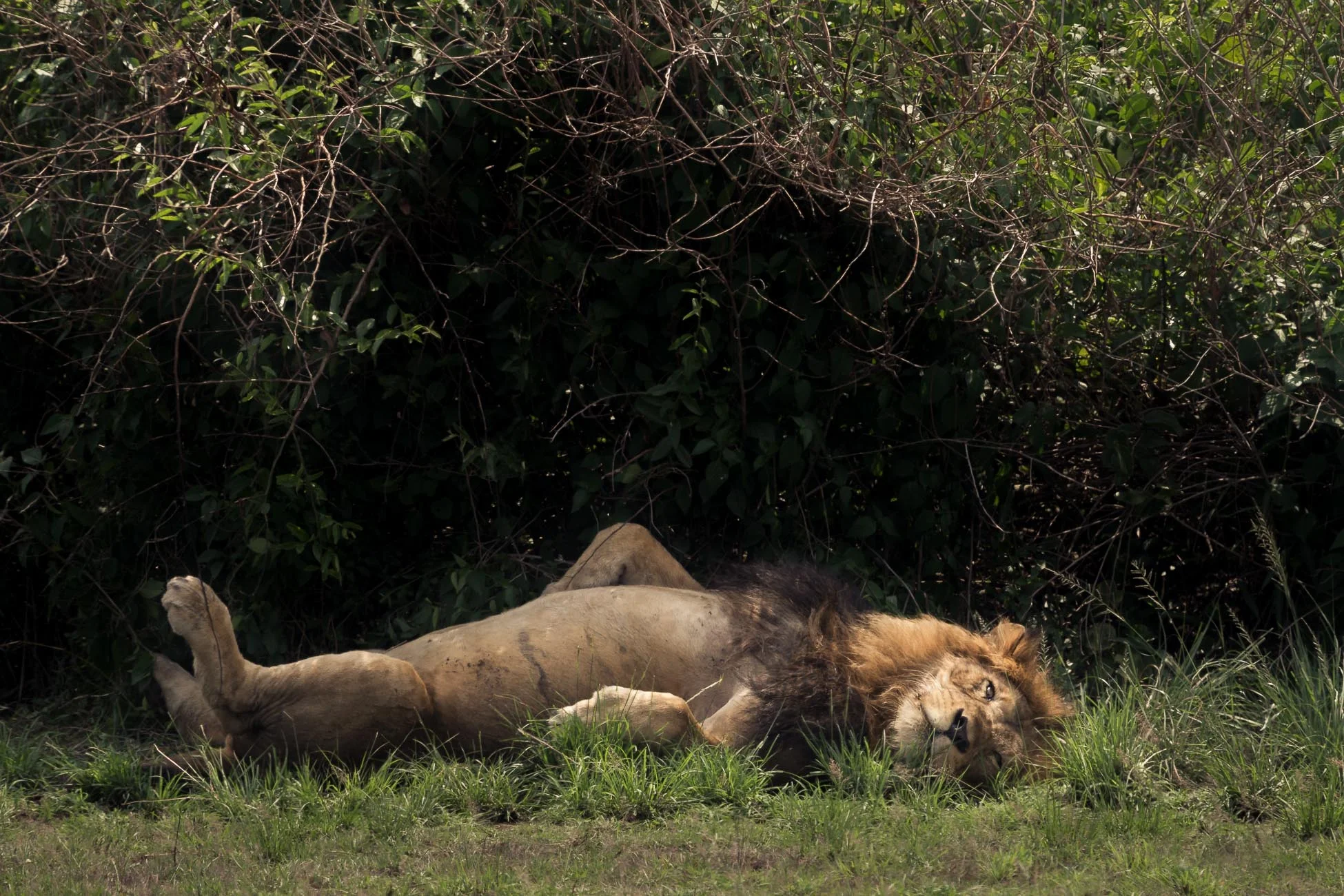 goncalo-barriga-photographer-travel-Uganda-lion-004.jpg