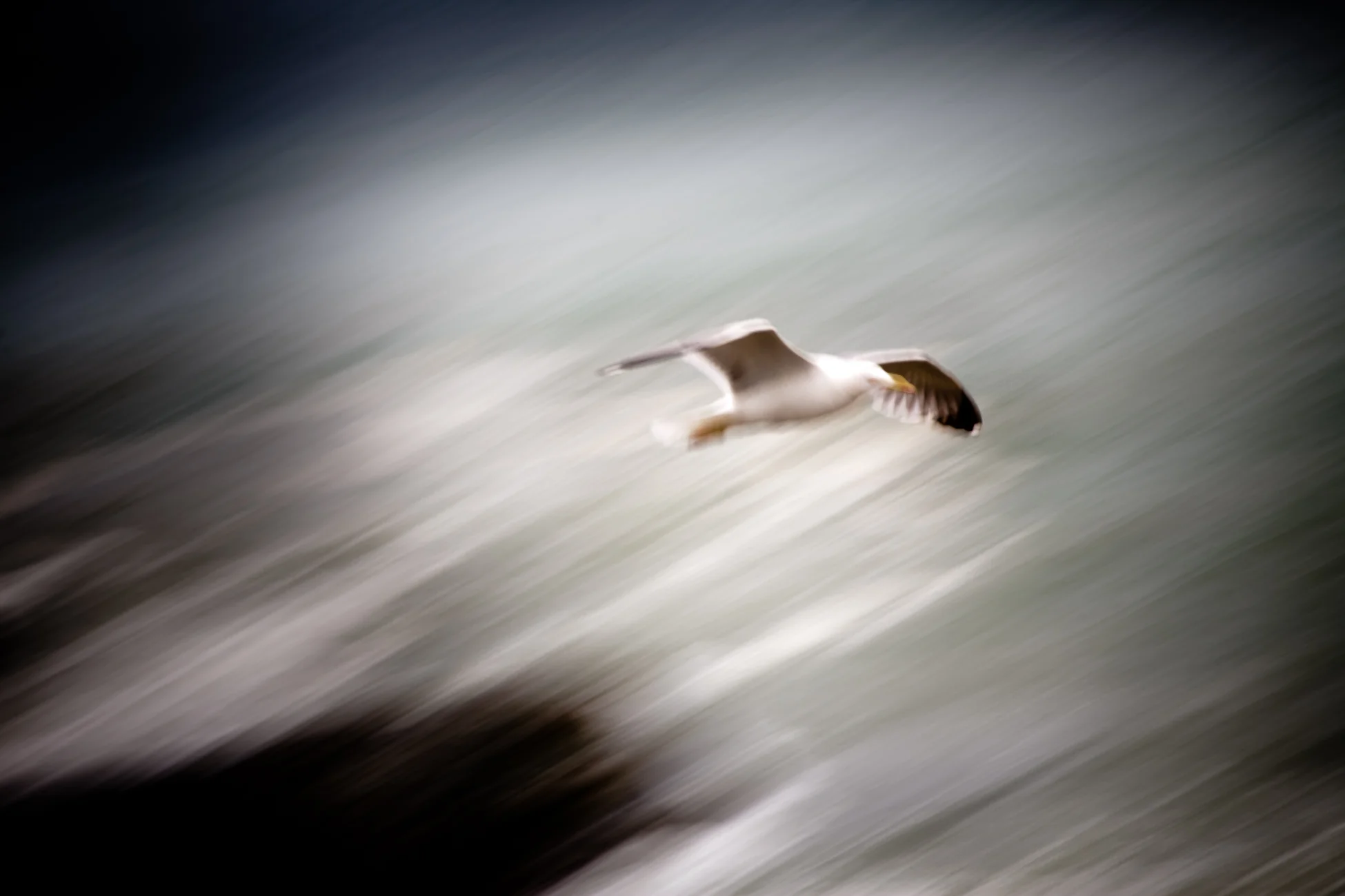 Gonçalo Barriga Photographer - Seagull