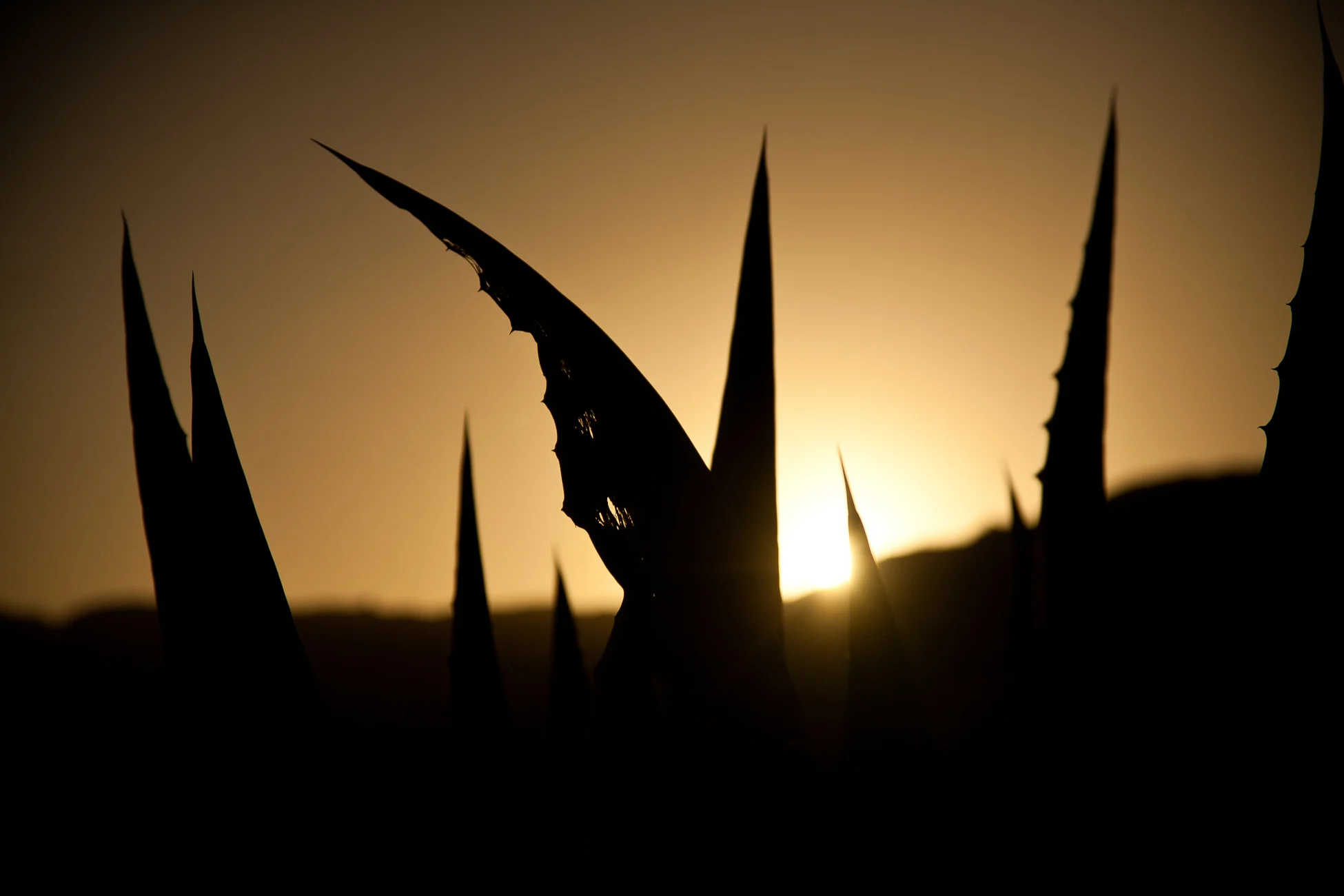 Gonçalo Barriga Photographer - Beach sunset