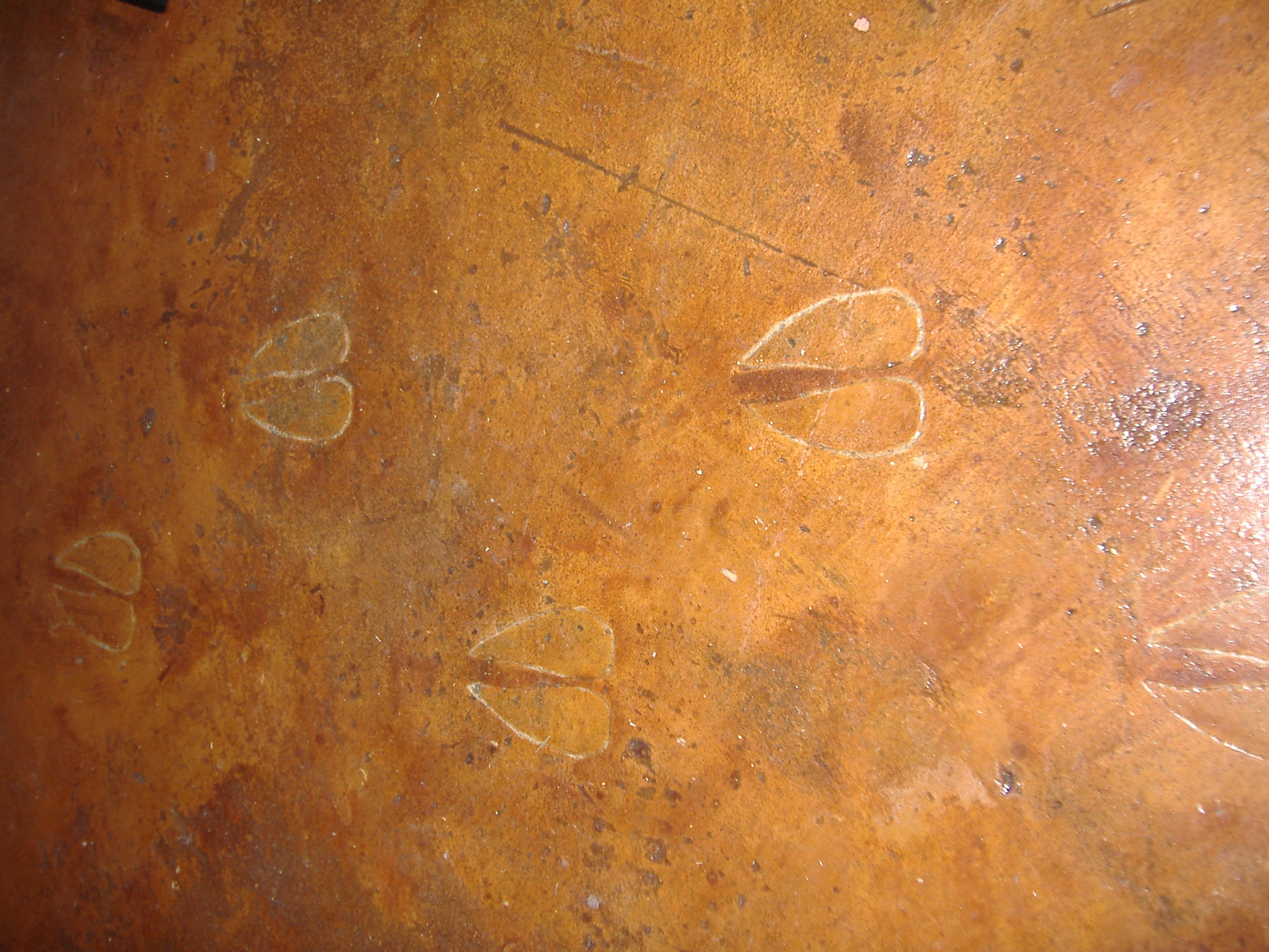 Circle M - Brand Elk tracks.JPG