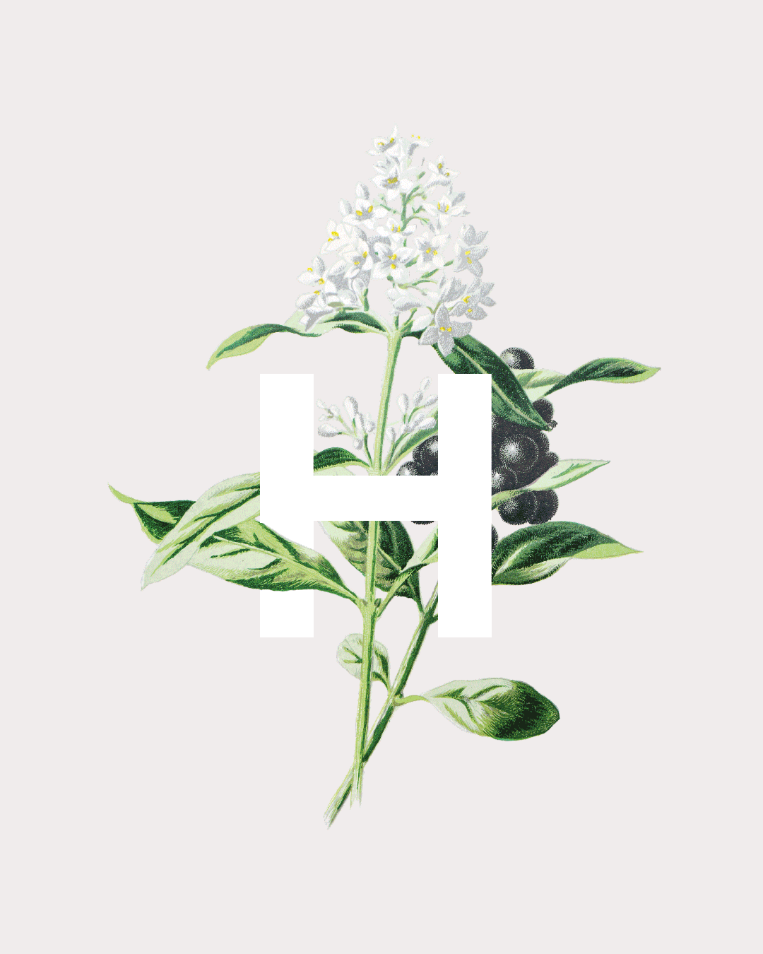 Hollyfields_Instagram_1.gif