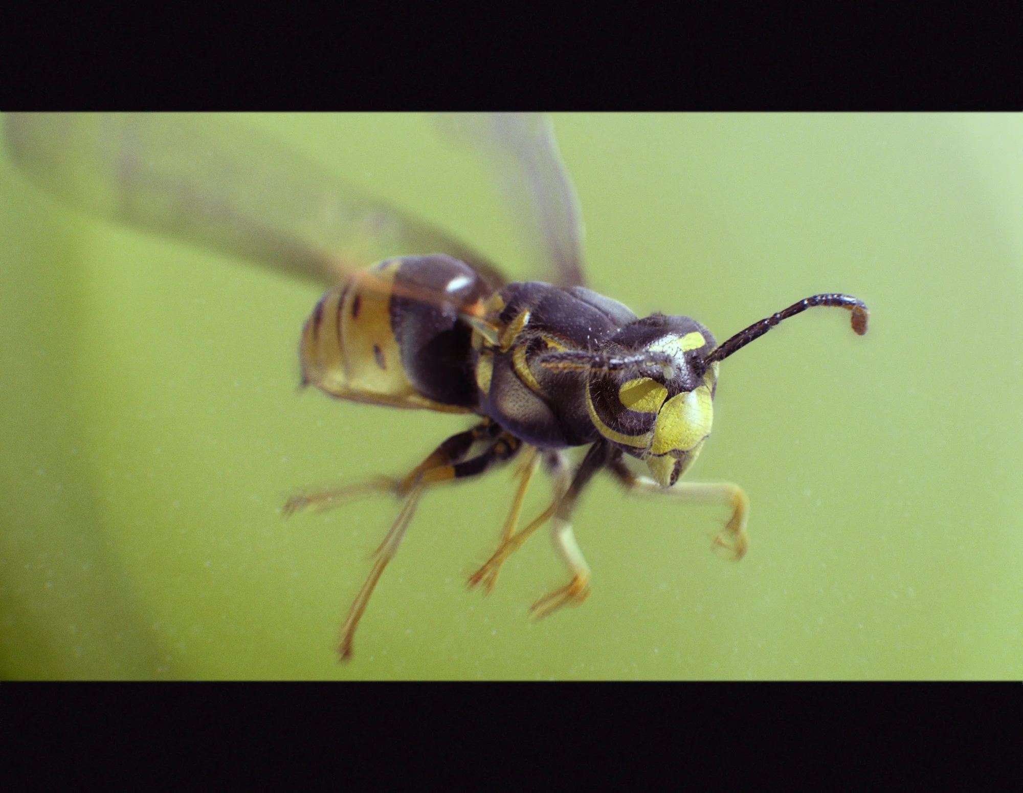 wasp_l.jpg