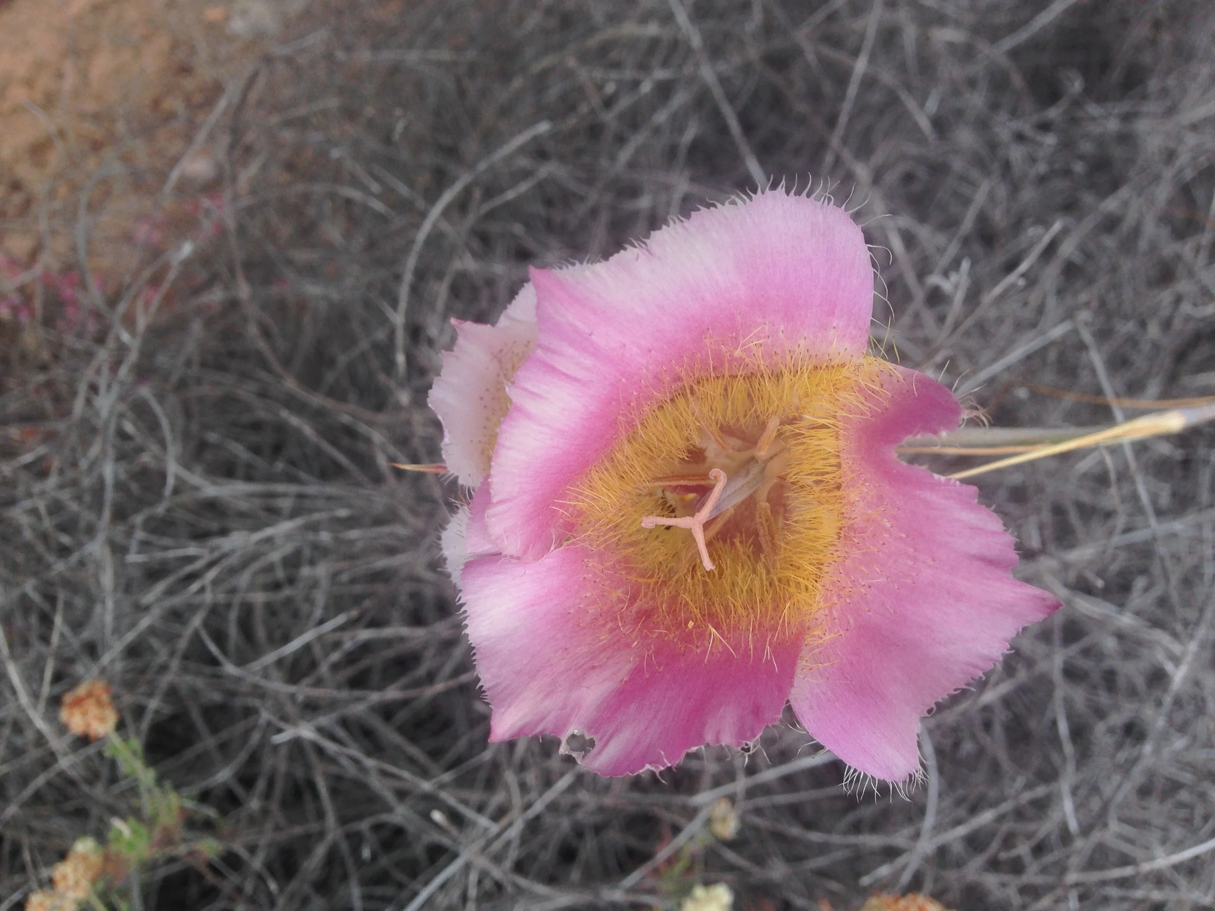 Desert bloom from the Mishe Mokwa trail in the Santa Monica Mountains. 