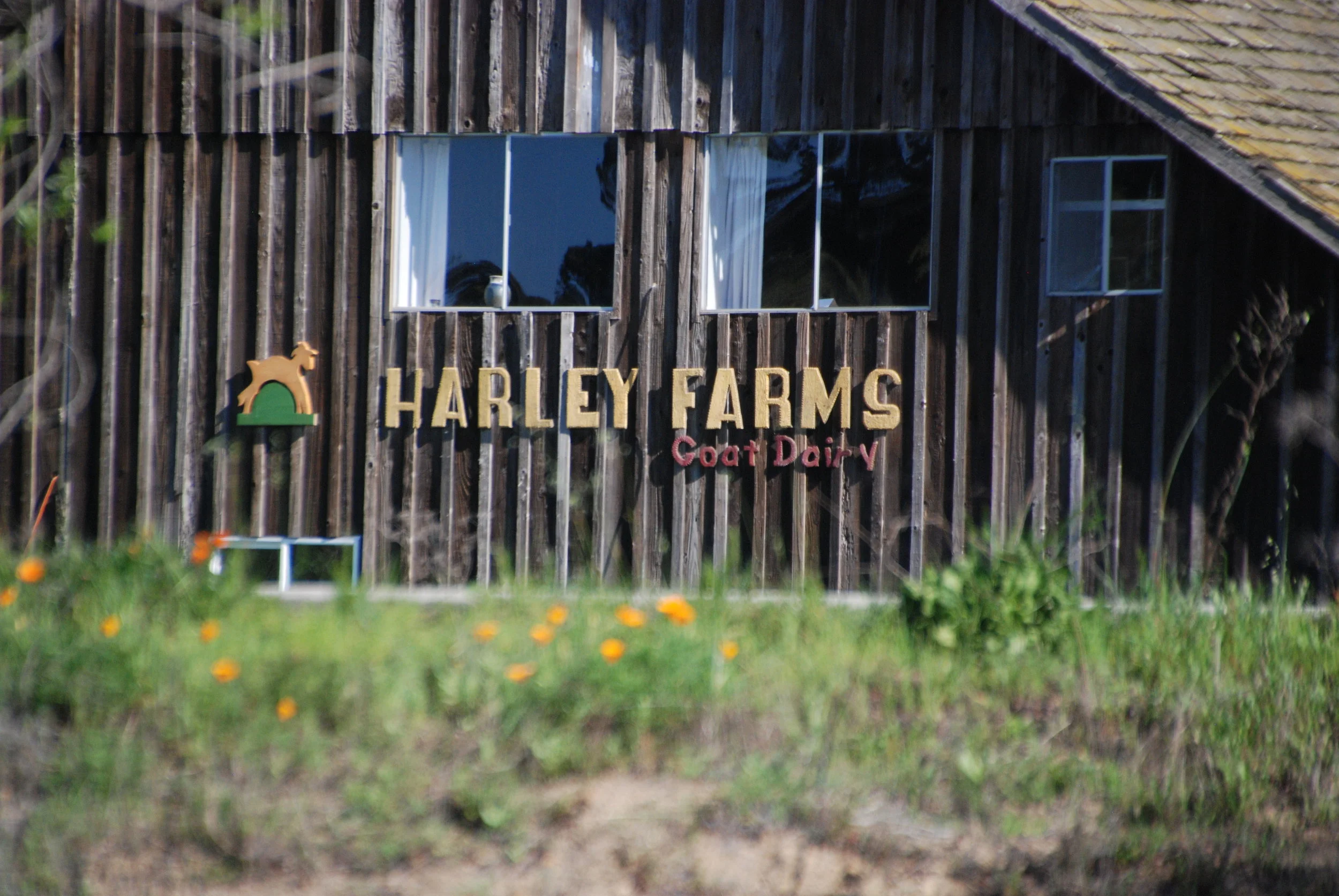 Harley Farms is a Goat Dairy that sells goat cheese as well as soaps and lotions made with goat milk. It is small (80 goats) and has a devoted owner and workers.