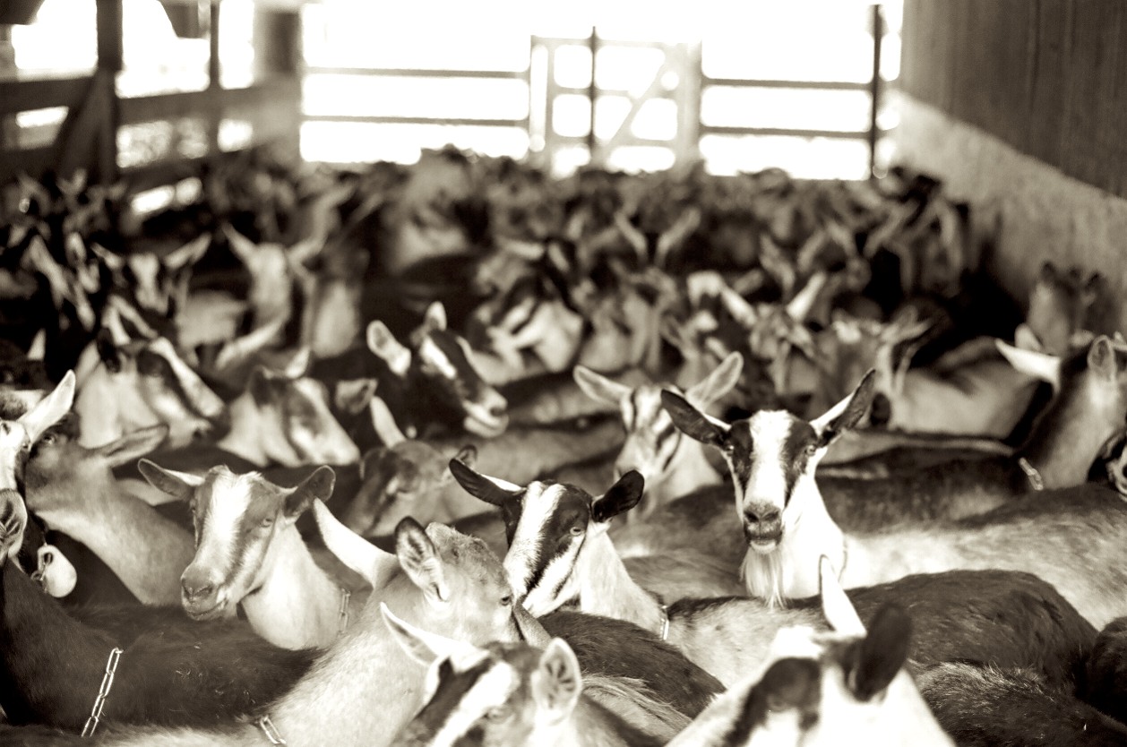 Dee just wants her farm to run smoothly and for the goats to be happy and healthy, producing the best milk for the cheese.