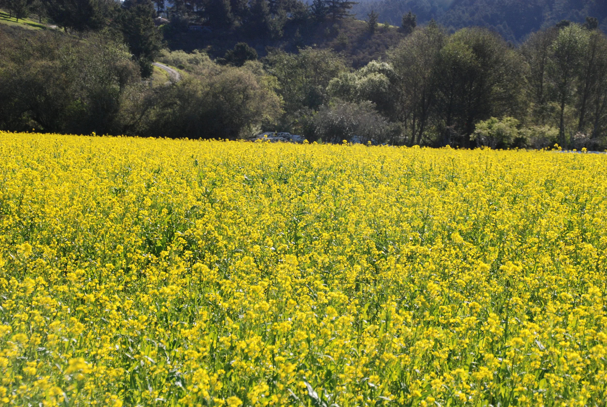 Driving out of town, I see the mustard cover crop on one of Dee's fields that she leases to a berry grower. Cover crops feed the soil helping it to retain water. My initial thrust in this project was to study water scarcity specifically, which is definitely a problem. Two of the farmers I interviewed have run out of water and are selling.