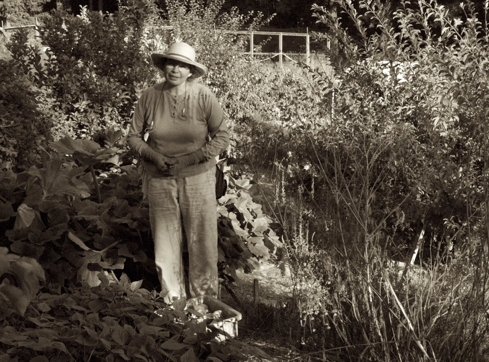 Linda, who has owned with her husband, Lindencroft Farm, is selling her property. She can no longer farm as both her well and her creek has dried up. She has one crop of peppers that will finish out her career. Their place is going on the market next spring. Lindencroft Farm supplied a number of high end restaurants with their produce in the Bay Area and they will be missed.