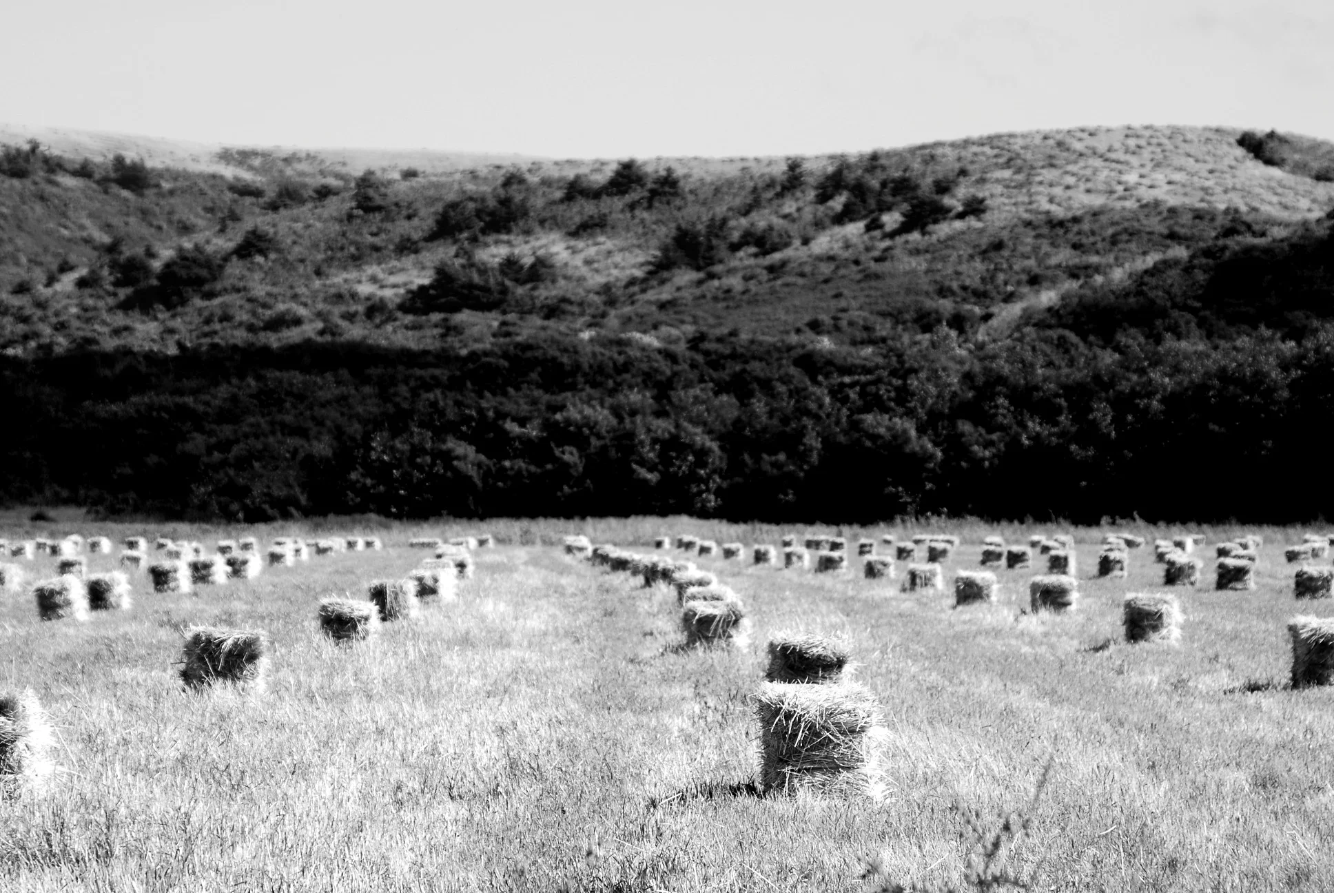 As I drive back down to coast to meet Dina Izzo, I gaze at the beautifully laid hay bales .