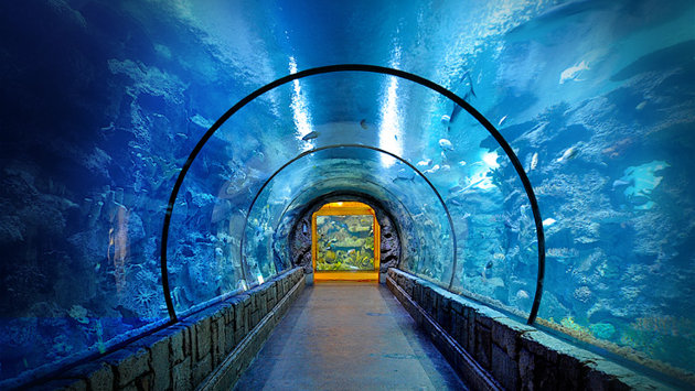Shark Reef Aquarium found at the Mandalay Bay Resort and Casino.