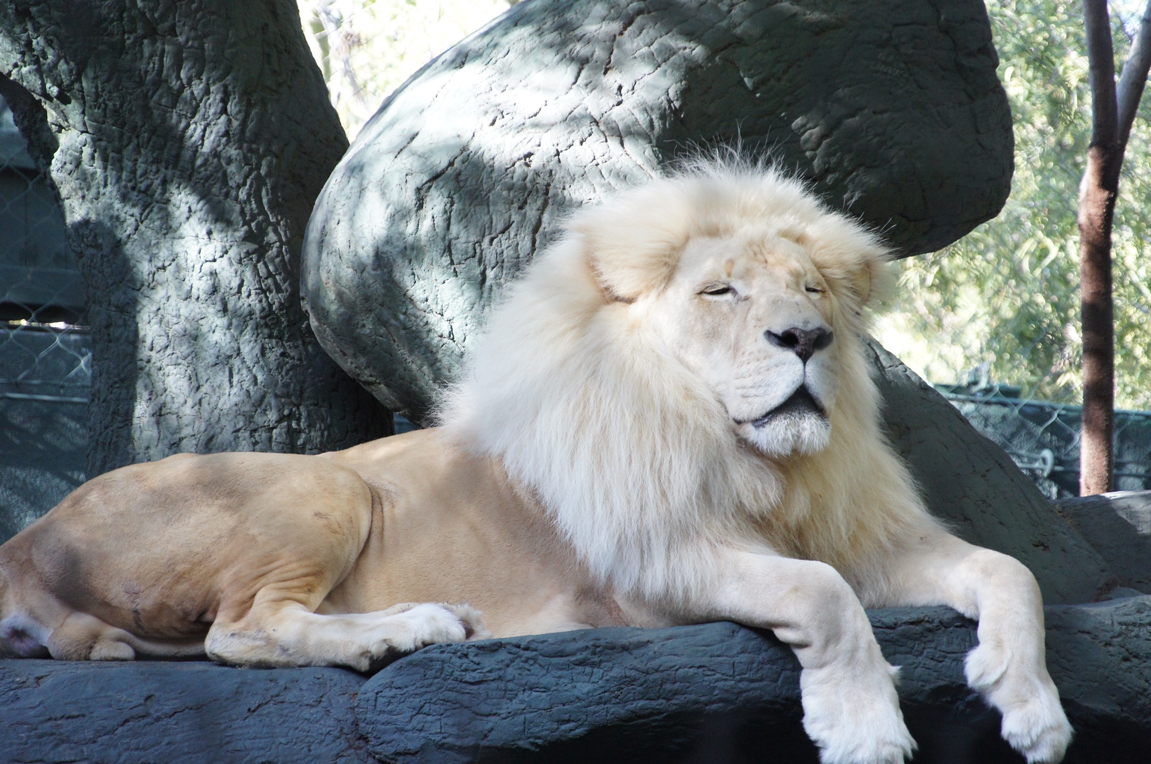 The Secret Garden of Siegfried and Roy. Only at the Mirage Las Vegas.