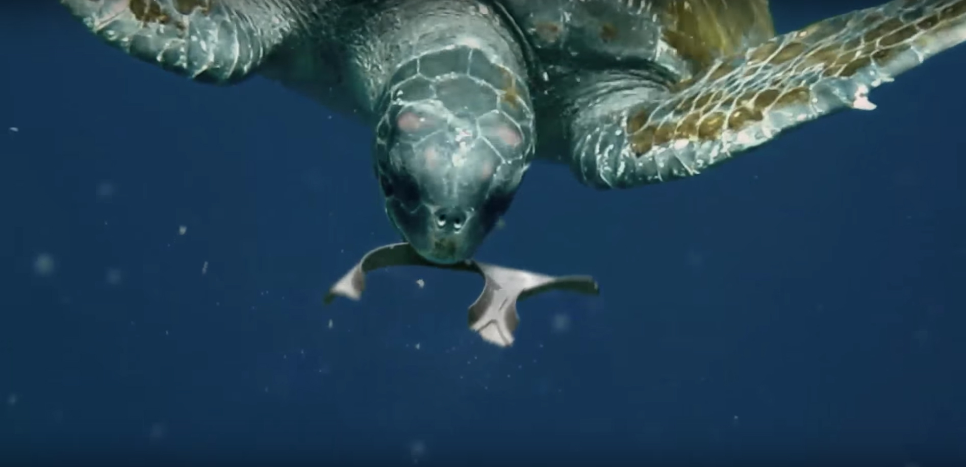 Nova embalagem, biodegradável e feita com bioprodutos do processo de fabricação da cerveja, “em vez de matar animais, alimenta-os” (Foto: Reprodução de vídeo)