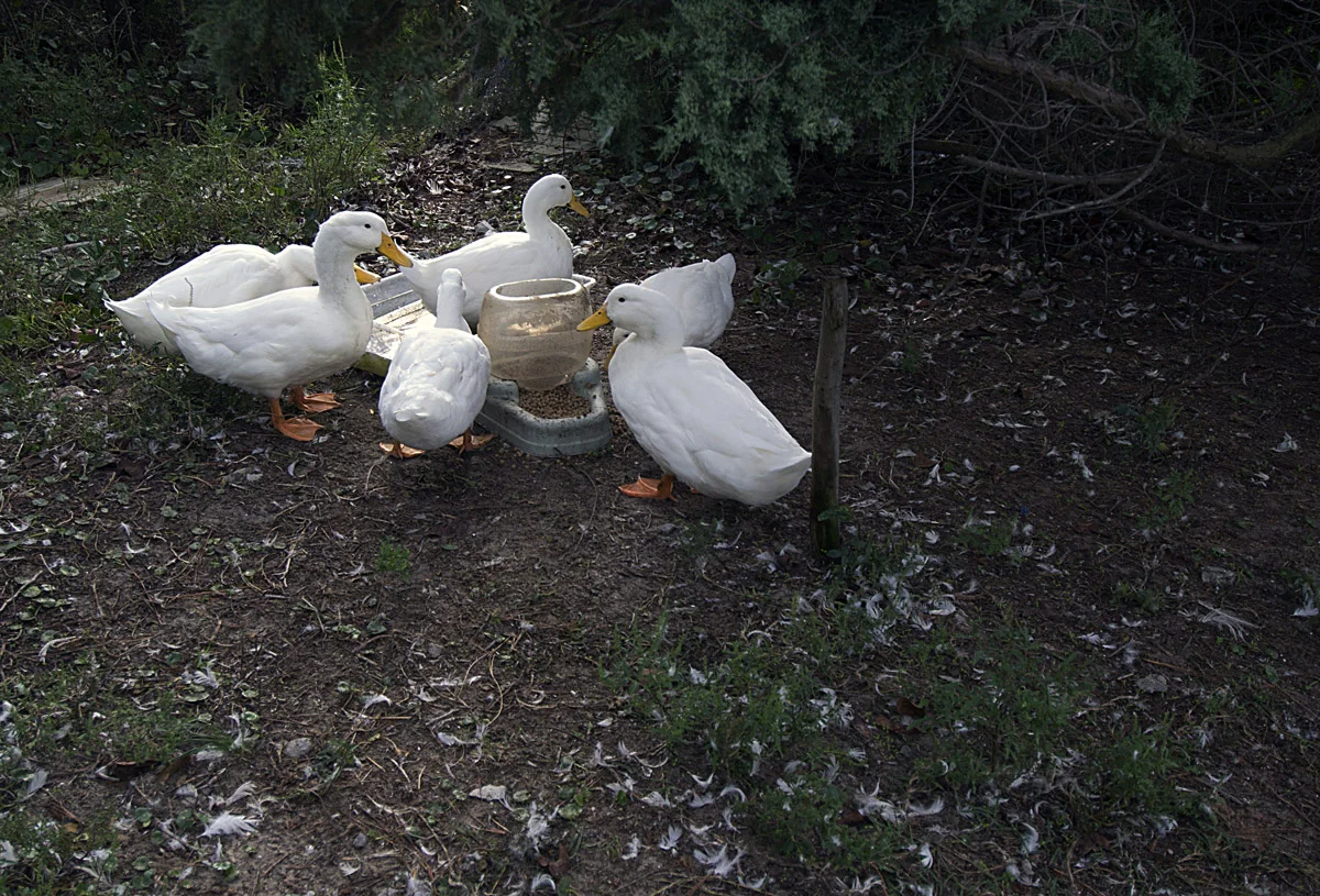 ducksfeed.jpg
