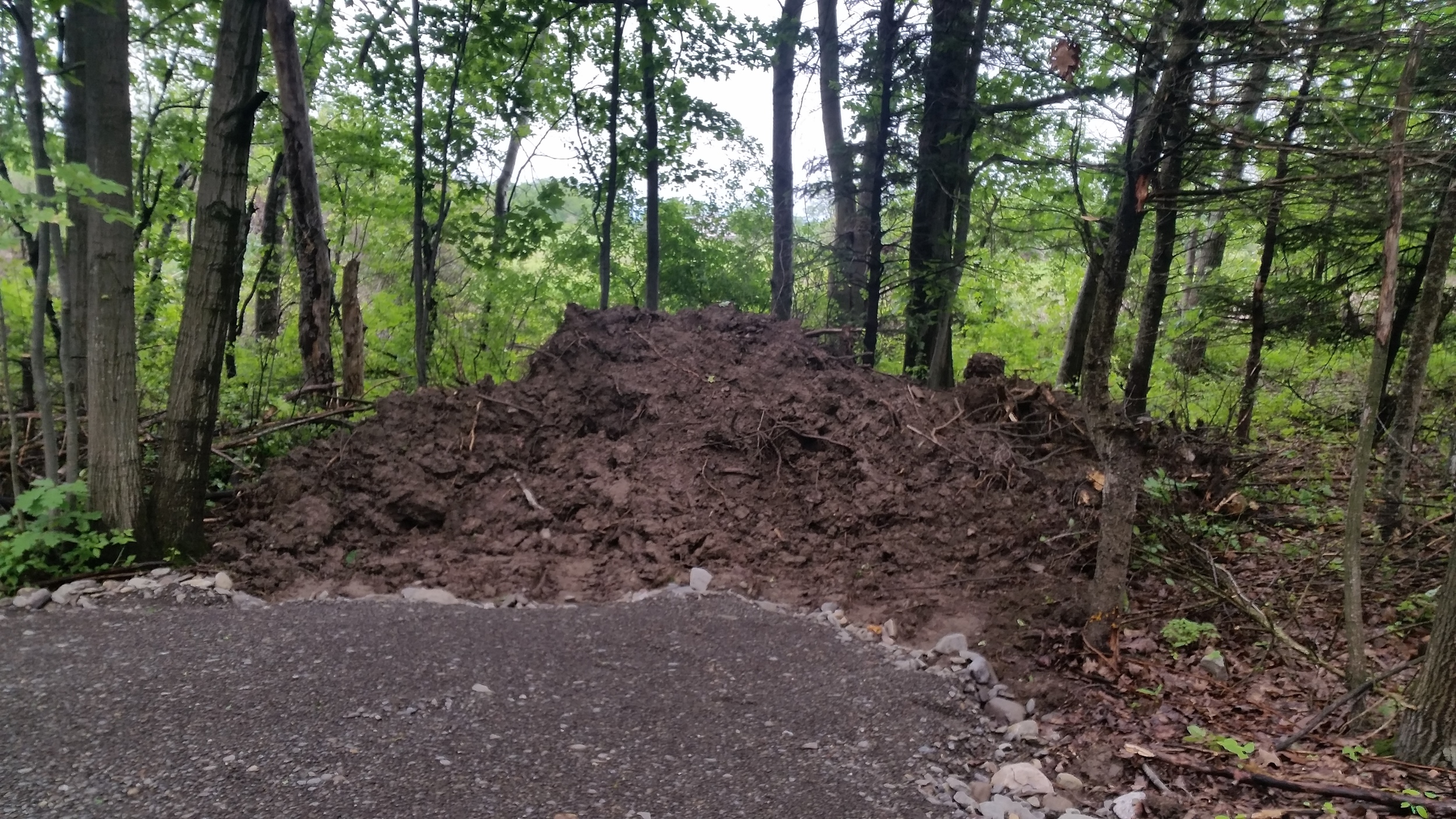 With a little luck, this should be the last really boring photo of trees and dirt.