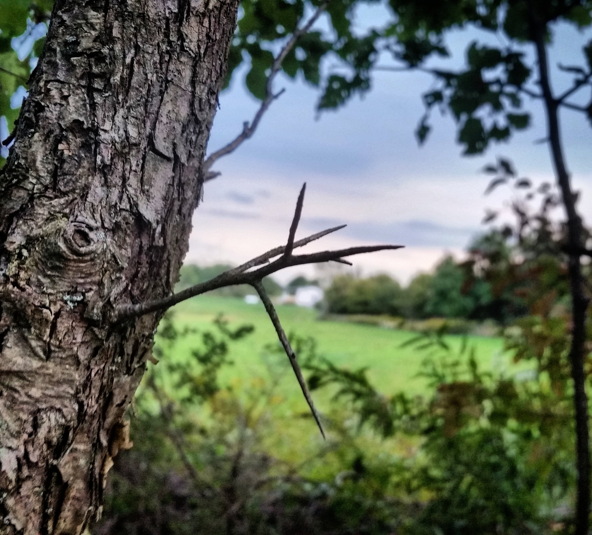 My new least favorite tree.