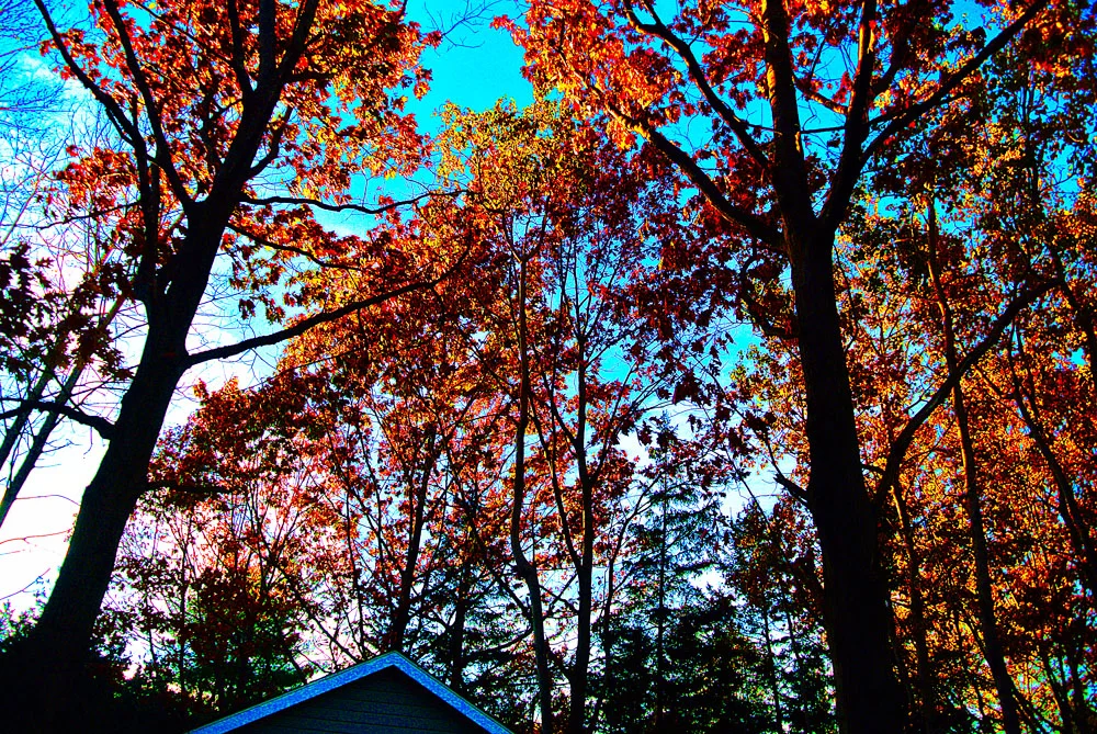 autum.jpg