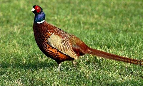 El faisán se parece muuucho al pavo!