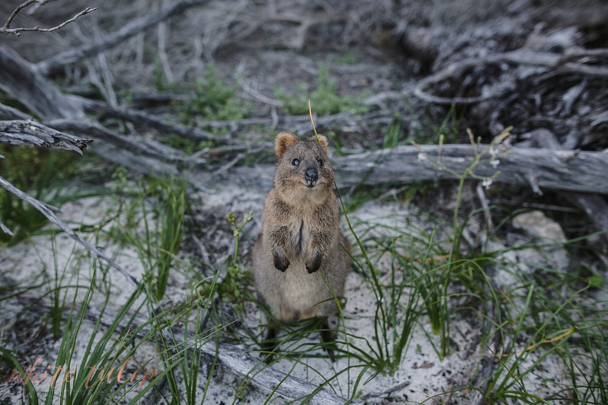 quokka rottnest