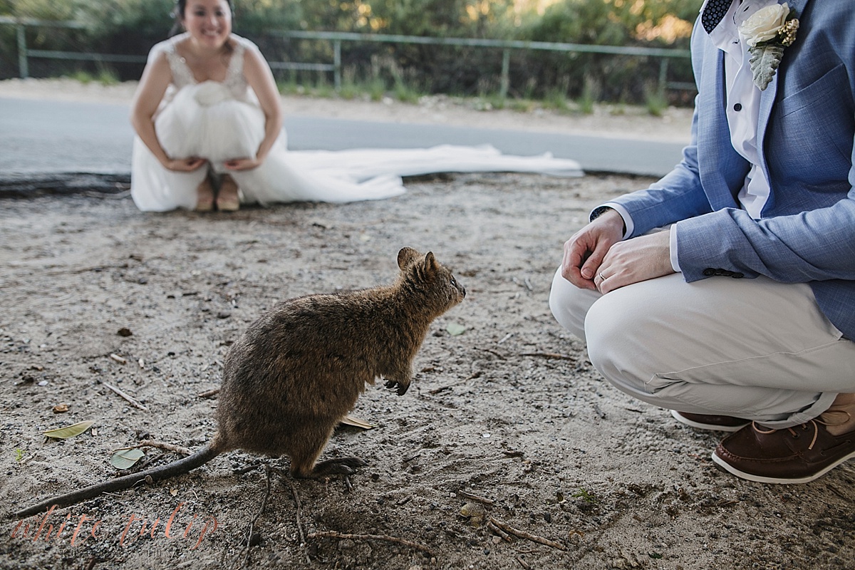 quokka at wedding