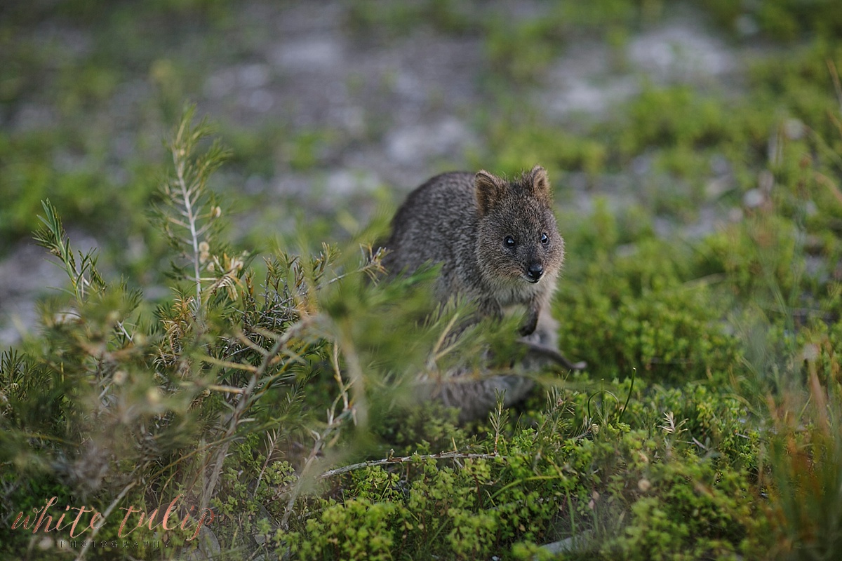 rottnest island quokka
