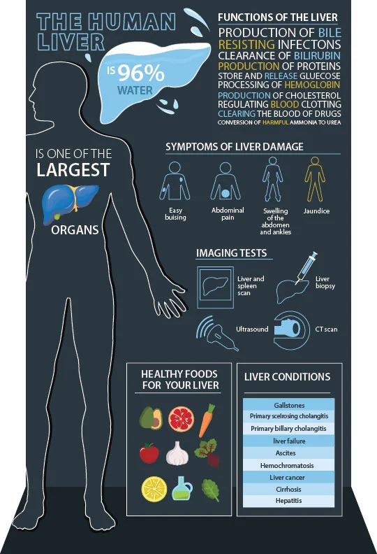 The Human Liver Facts (Copy)