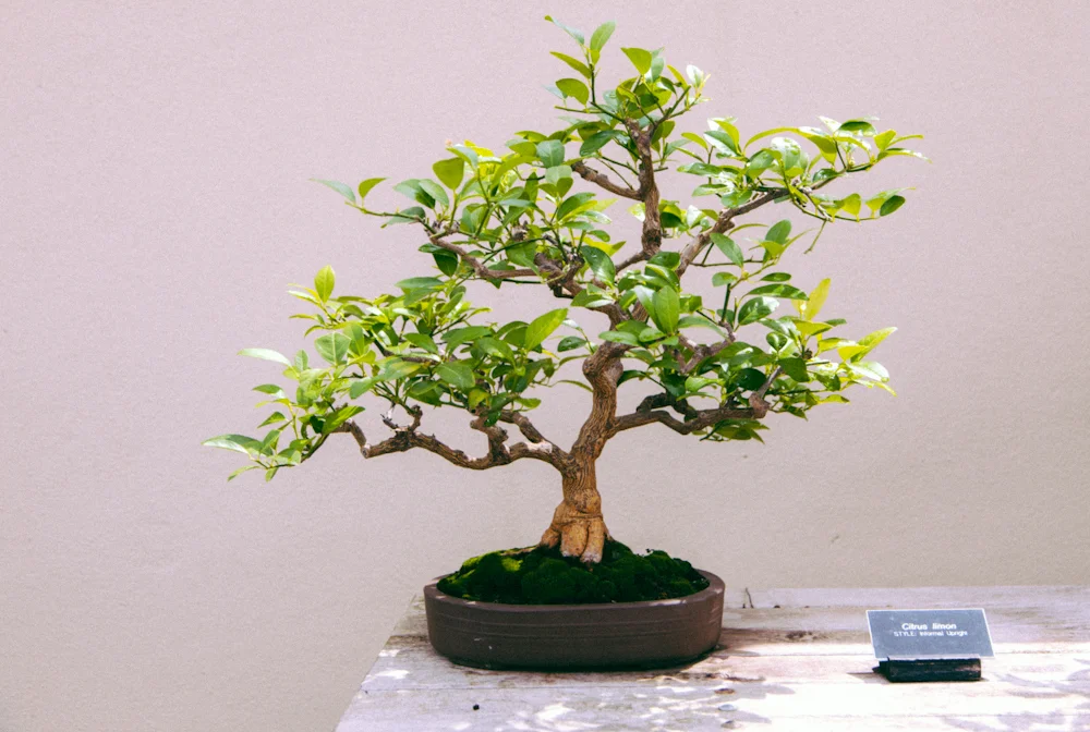Bonsai.jpg